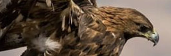 montes9402's profile banner image