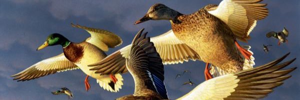 rybo_smith's profile banner image