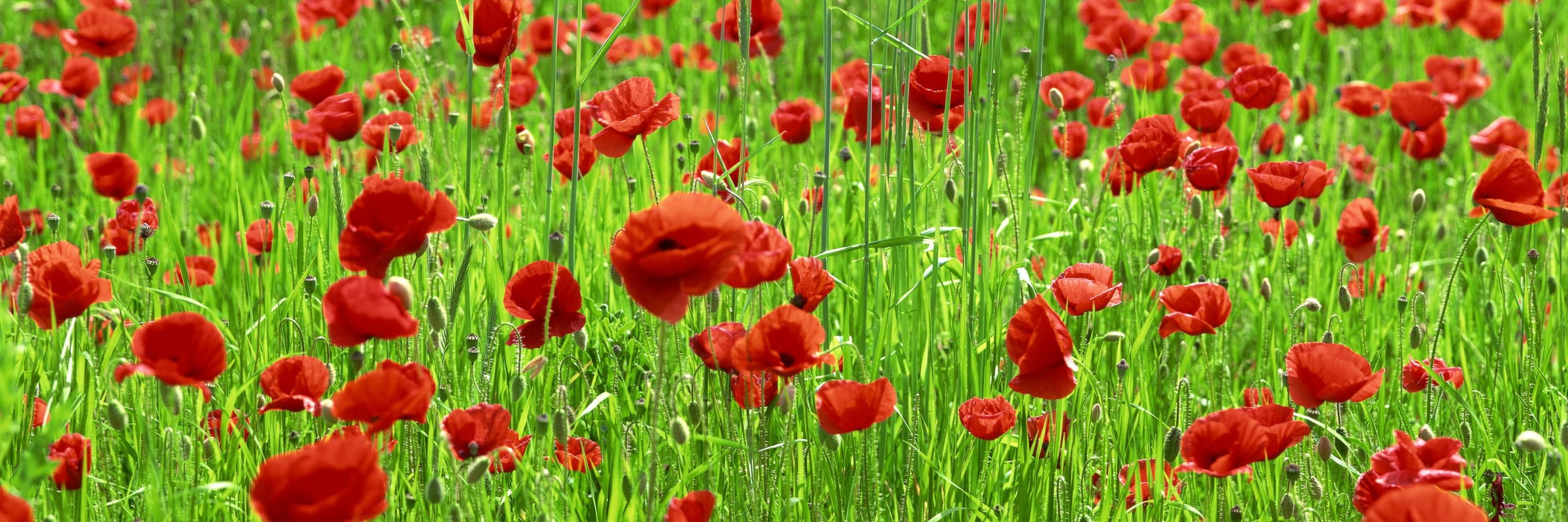 Коля Цветков (±0) banner