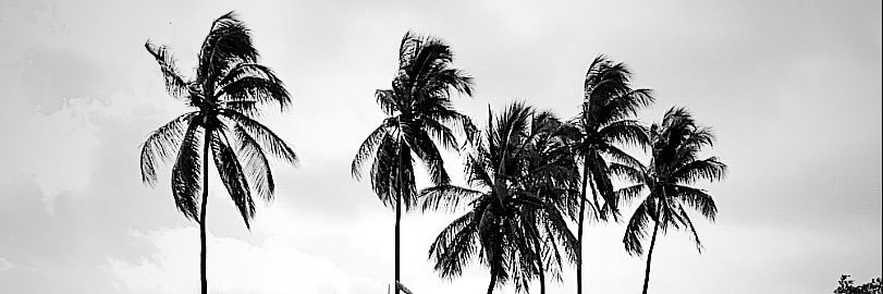 Junior Paquito banner