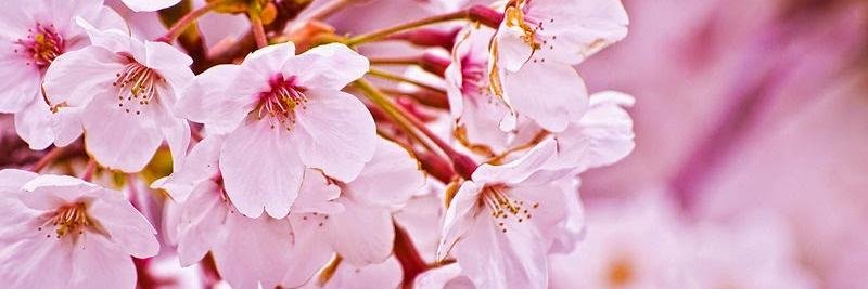 bhelladinna's profile banner image