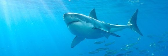 Ecocimati A.C. banner