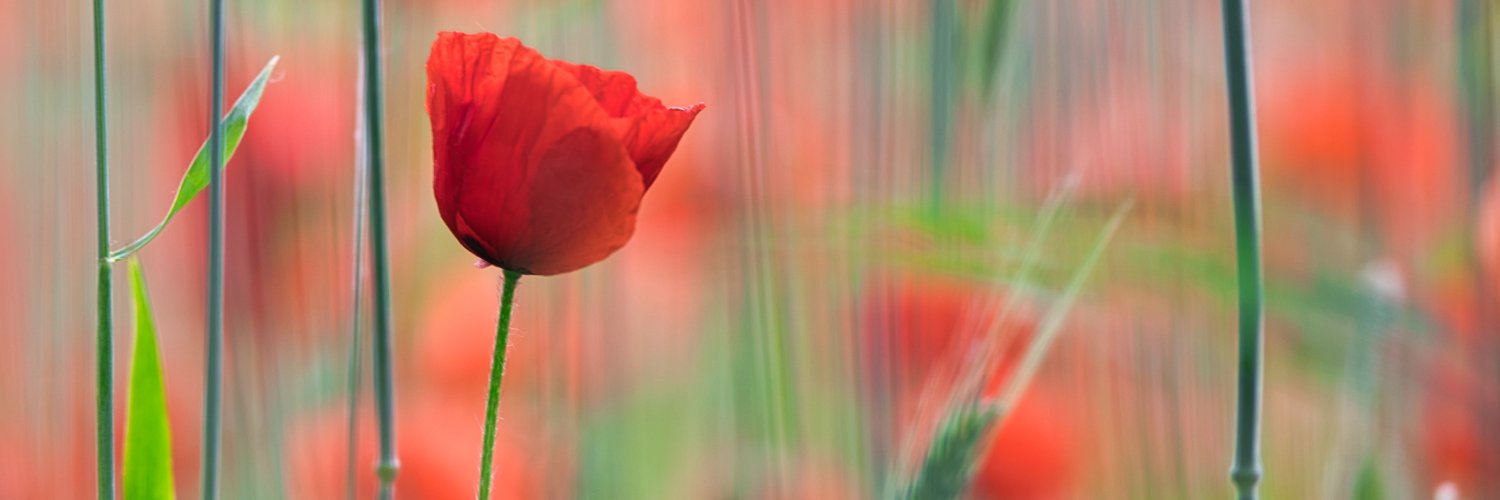 Irene Driessen banner