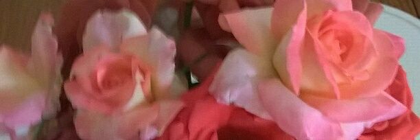 mulletalert's profile banner image