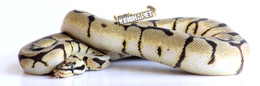 keishapet's profile banner image