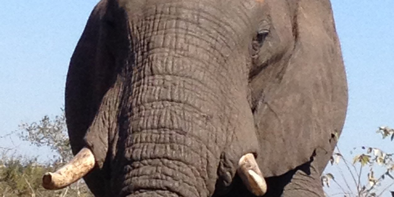 Andre Frauenstein banner