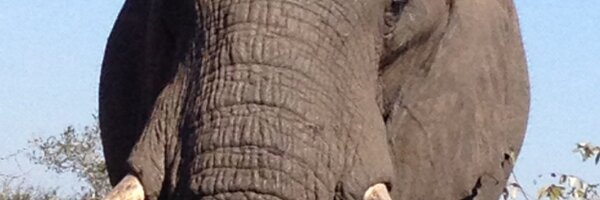 andrecheetah Profile Banner