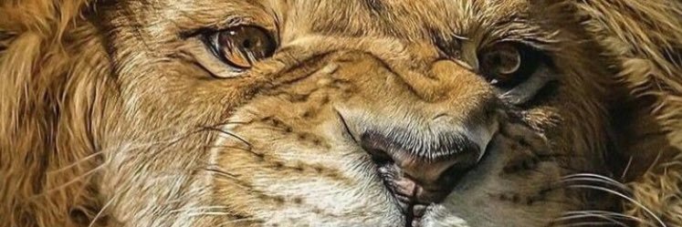 mandosifoto's profile banner image