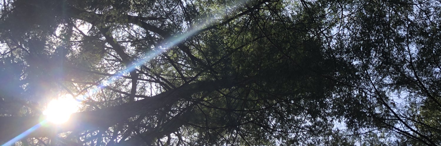 Ms. Rebelo (she/her) banner