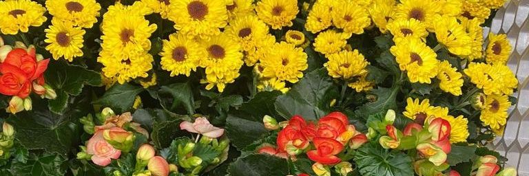 Gabrxe's profile banner image