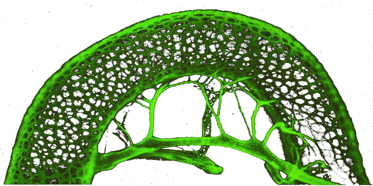 Gut flora Foundation banner