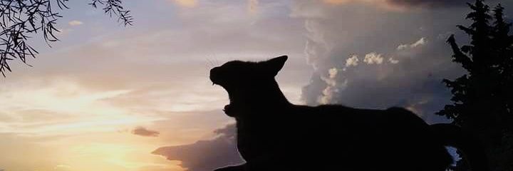 Laura_kindie's profile banner image