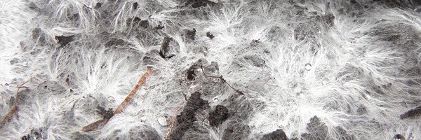 azzadism Profile Banner