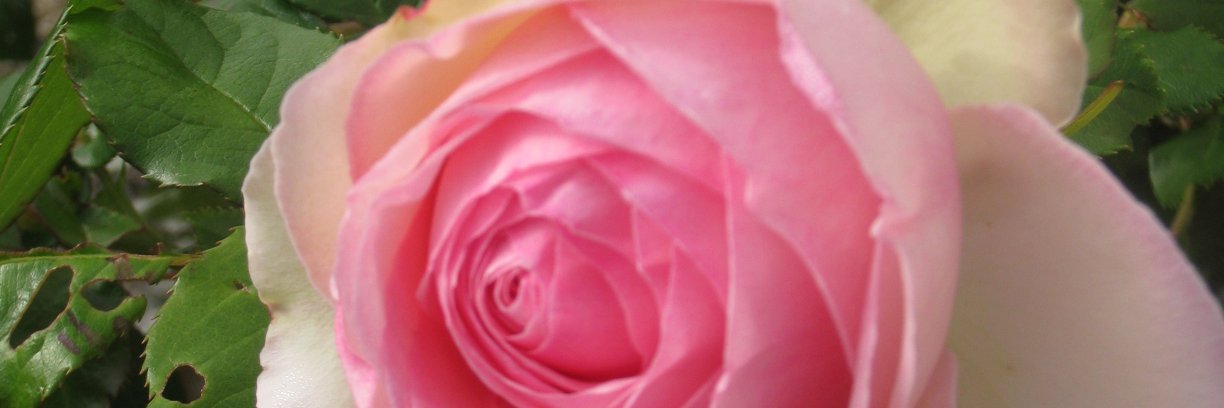 ROSECH49's profile banner image