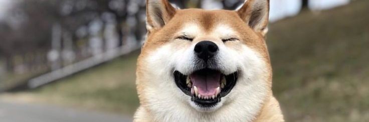 _us_do_ha's profile banner image