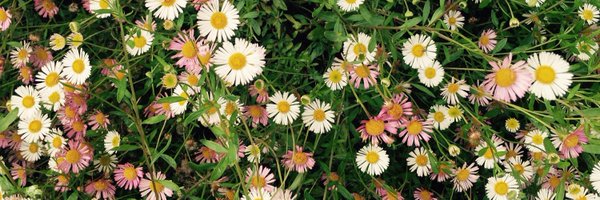 mdubyad Profile Banner