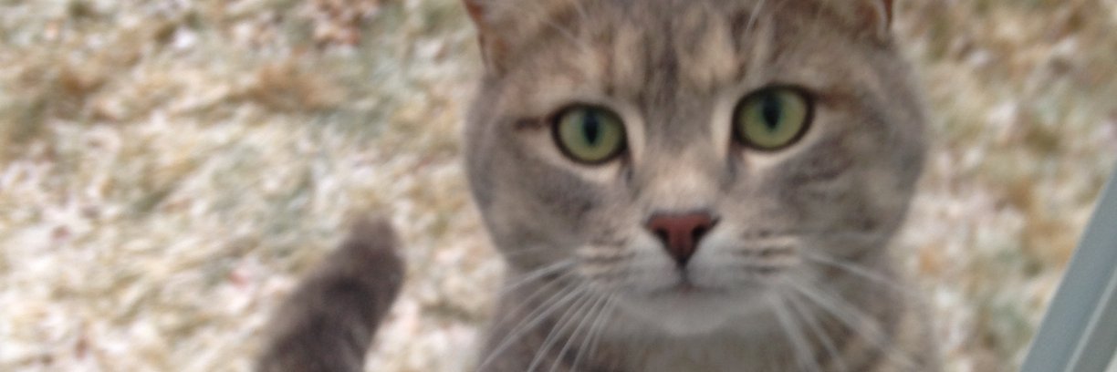 Allison Johnson 🌲☮️♊️ banner