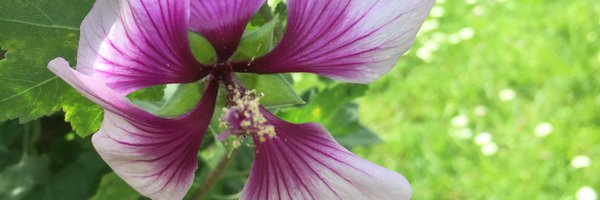 _brianmerry Profile Banner