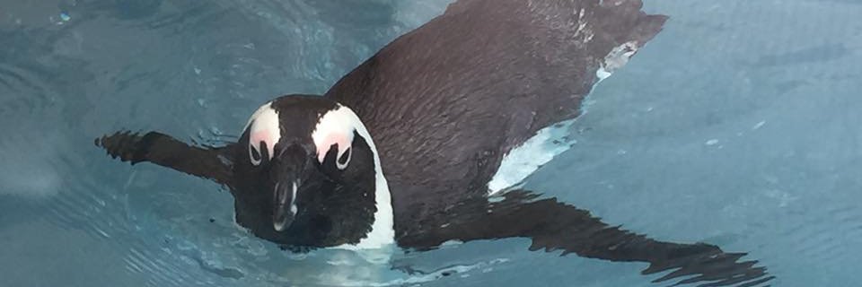 andreaclarkson's profile banner image