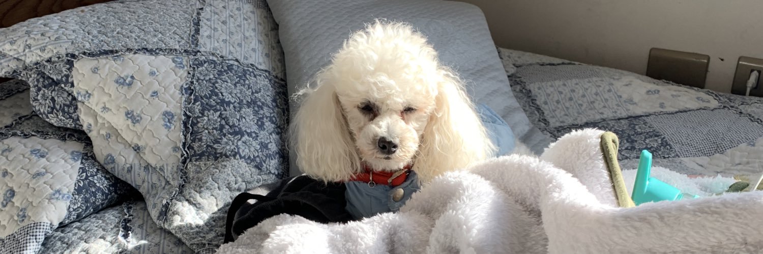 flopicohete's profile banner image