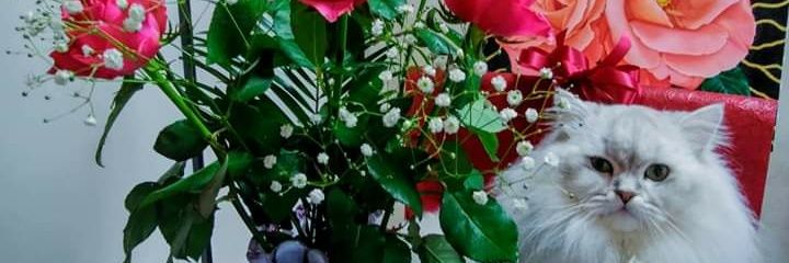 FNataliya's profile banner image