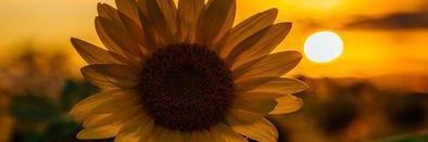 VaneeHidalgo's profile banner image