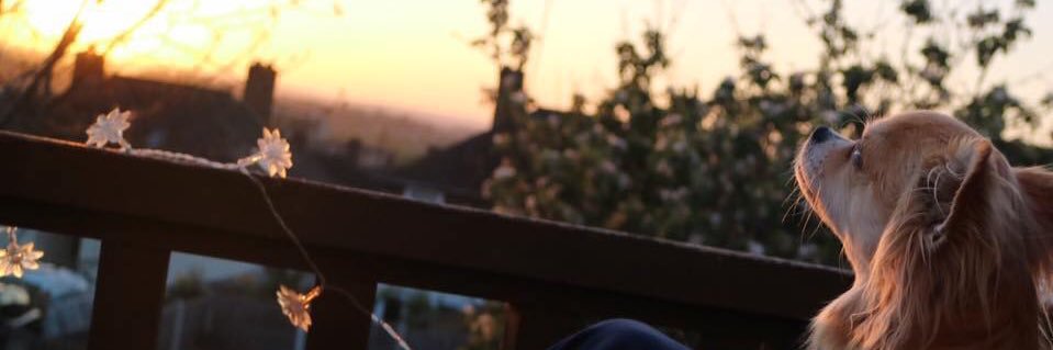 OddSocksQueen's profile banner image