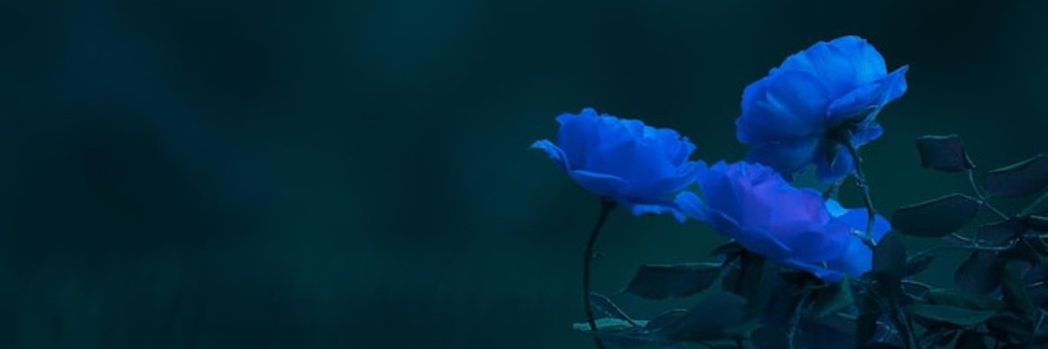 Gaby_Eusebio's profile banner image