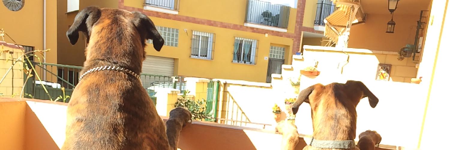 Germanrabbit19's profile banner image
