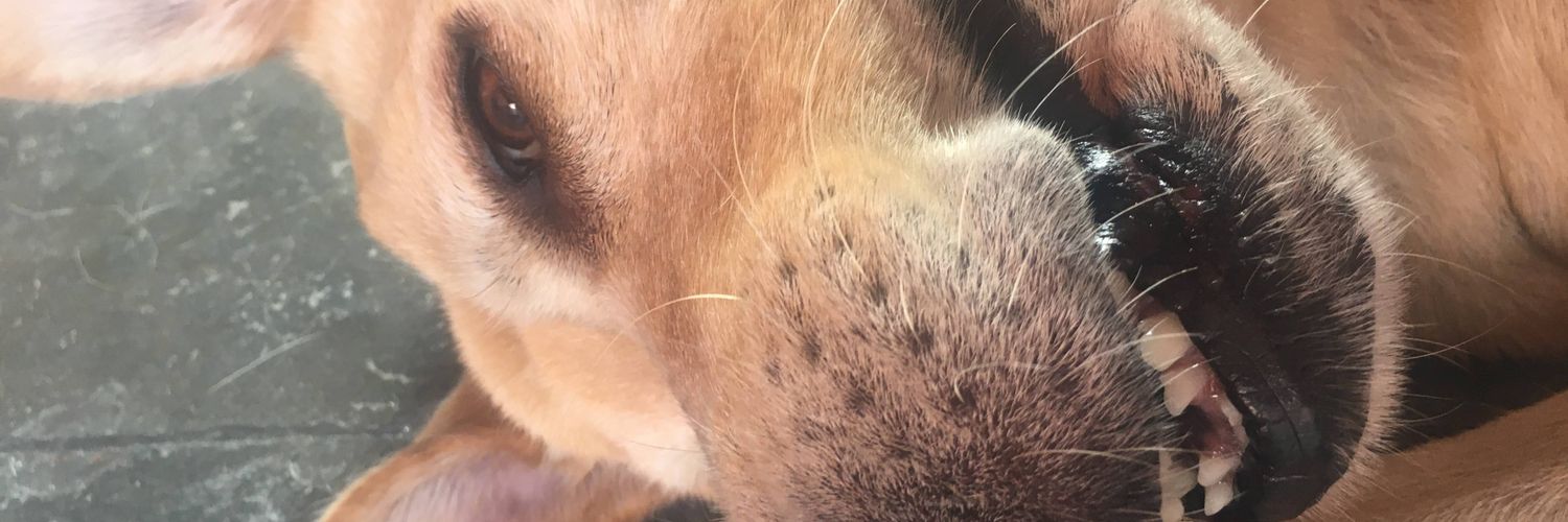 Cleodiaas's profile banner image