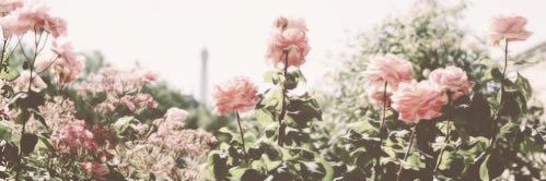 tiff ♡ banner