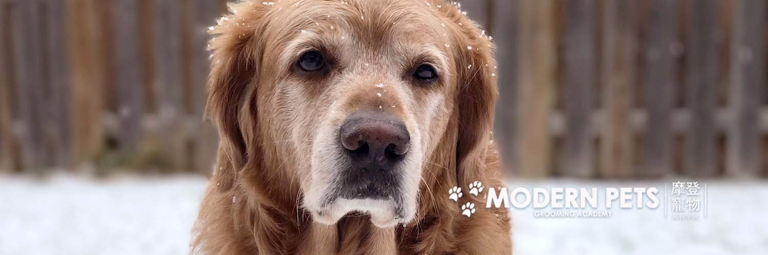 ModernPetsTO's profile banner image