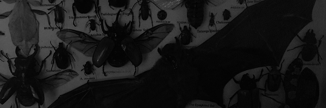 amnashafqatt's profile banner image