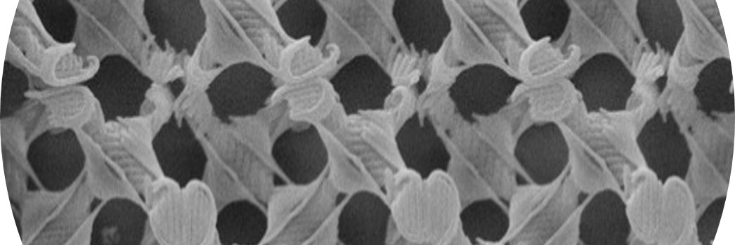 Y.-L. Daniel Ho （何應瓏） banner