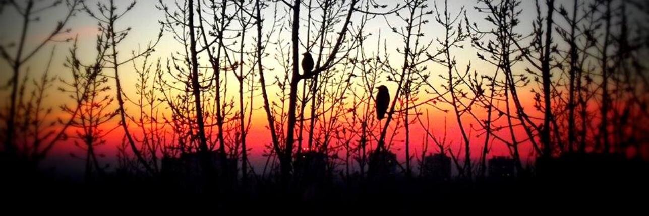 _broman's profile banner image