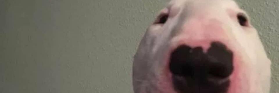 guiwisnie's profile banner image