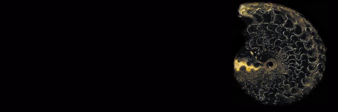 AsocPaleoPeru's profile banner image