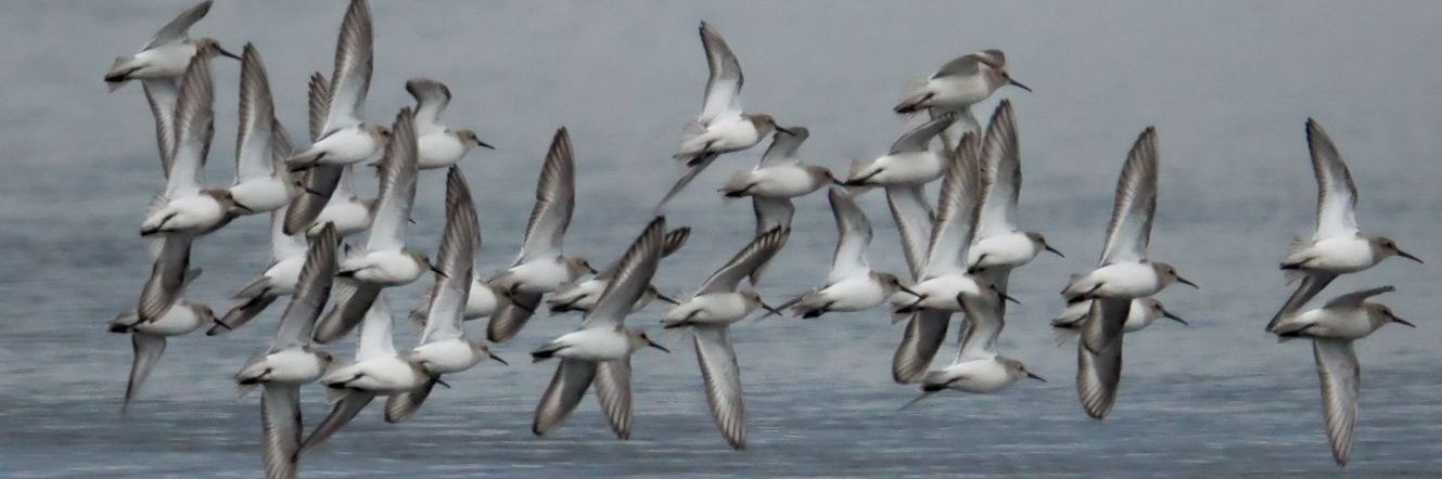 Fraktal Rüya banner