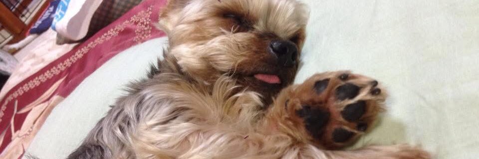 ジェロニモ🍚 banner