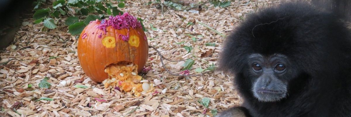 tragicyearner's profile banner image