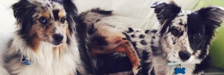 AlixZoellner's profile banner image