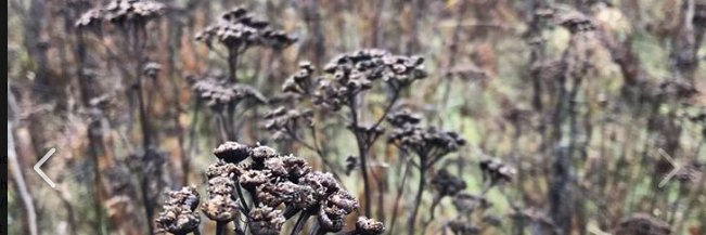 Heidi James, MD banner