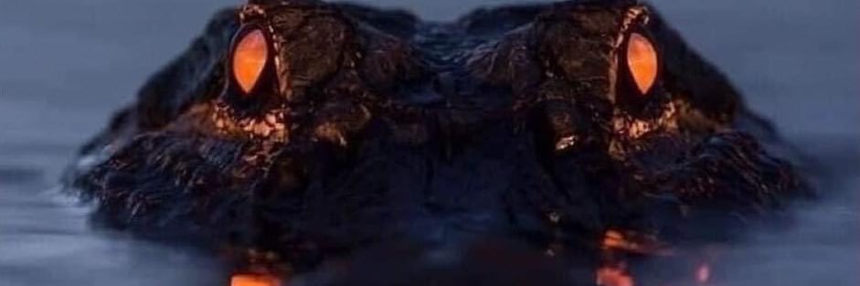 GatorE's profile banner image