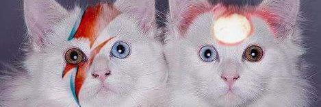Alessandra banner