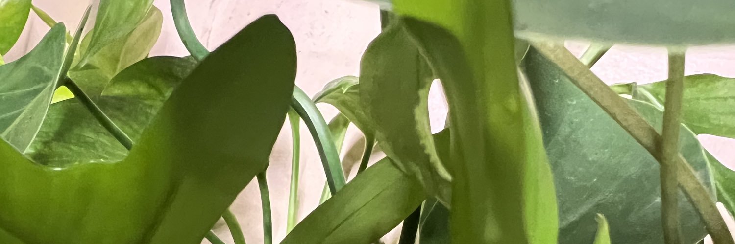 Mamonkzy's profile banner image