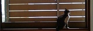 ほーこ　ブルスカに避難中 banner