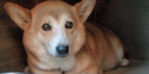lambmomo's profile banner image
