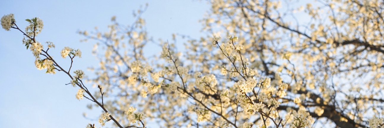 alliChristine's profile banner image