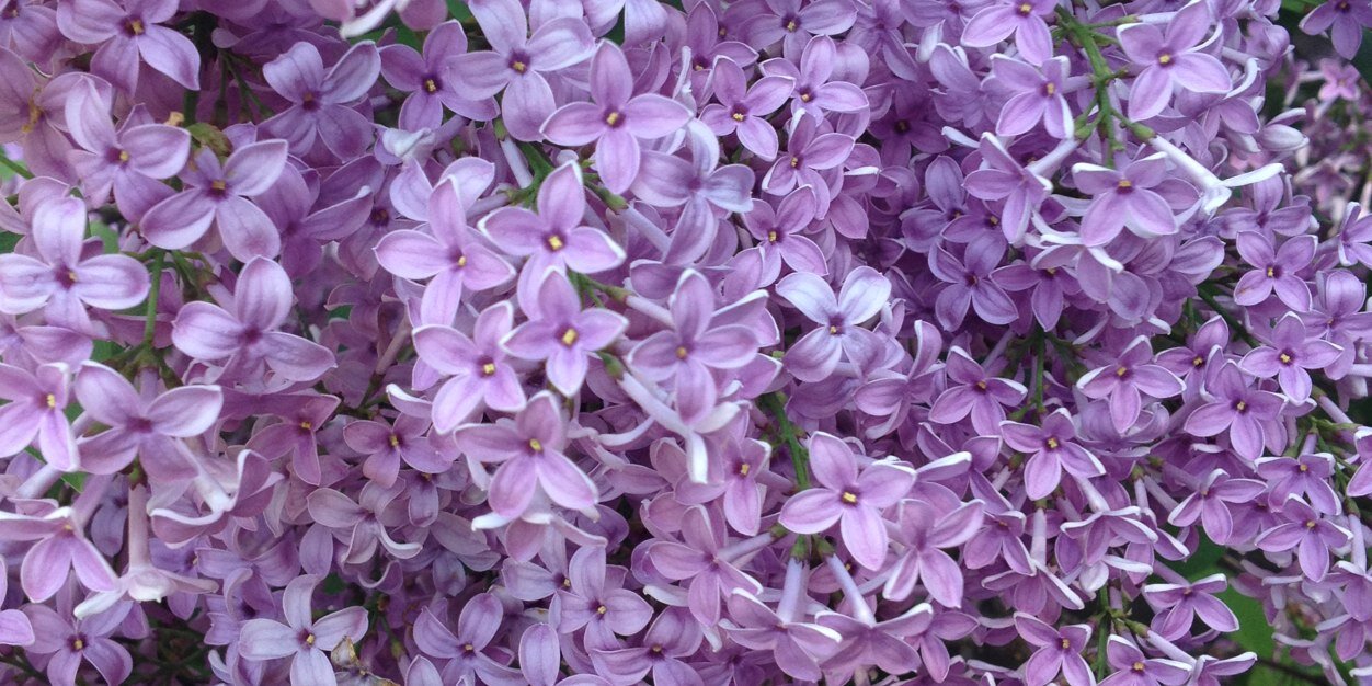 jolynn_giancola's profile banner image