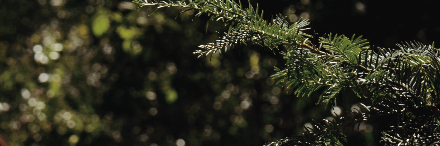 ArielPetrie's profile banner image